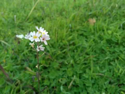 Роздуми над посланням Богородиці, Цариці миру, від 25 березня 2019 роки (аудіо)