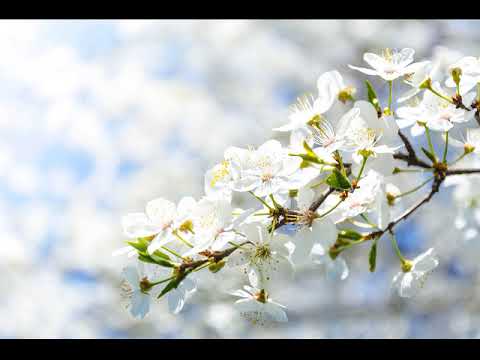 Роздуми над посланням Богородиці, Цариці миру, від 25 квітня 2019 роки (аудіо)