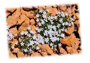 Як все хоче жити!