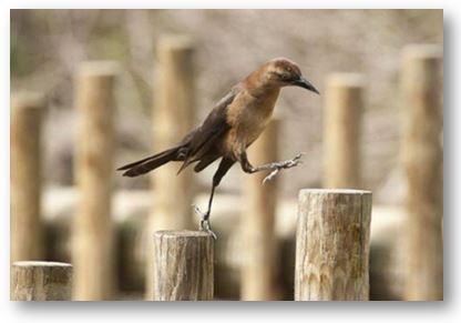 Заклик до нового життя  (о. Любо Куртович)