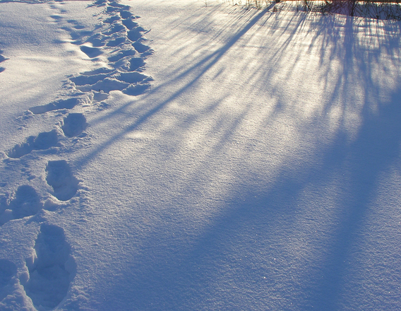 Мир у небезпеці (M.M.)