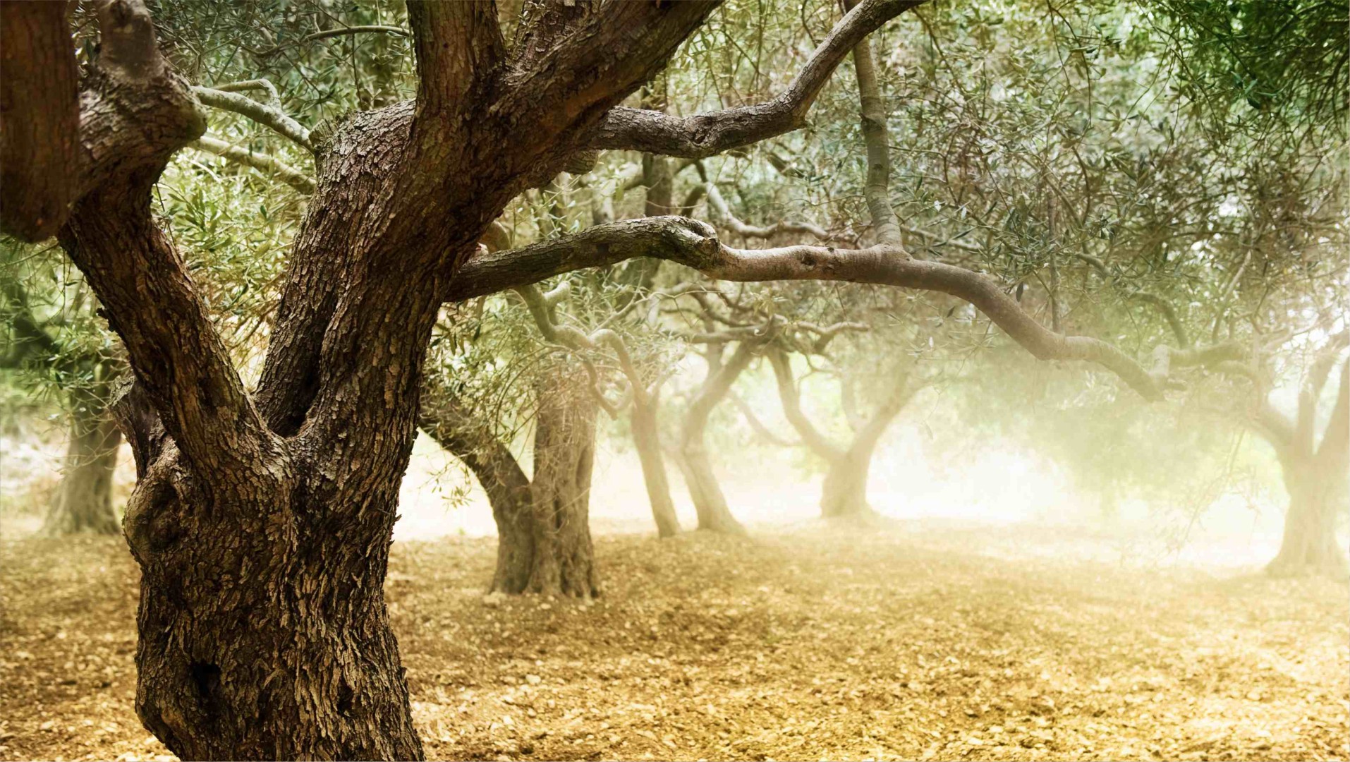 Це є час молитви (Тереза Ґажійова)